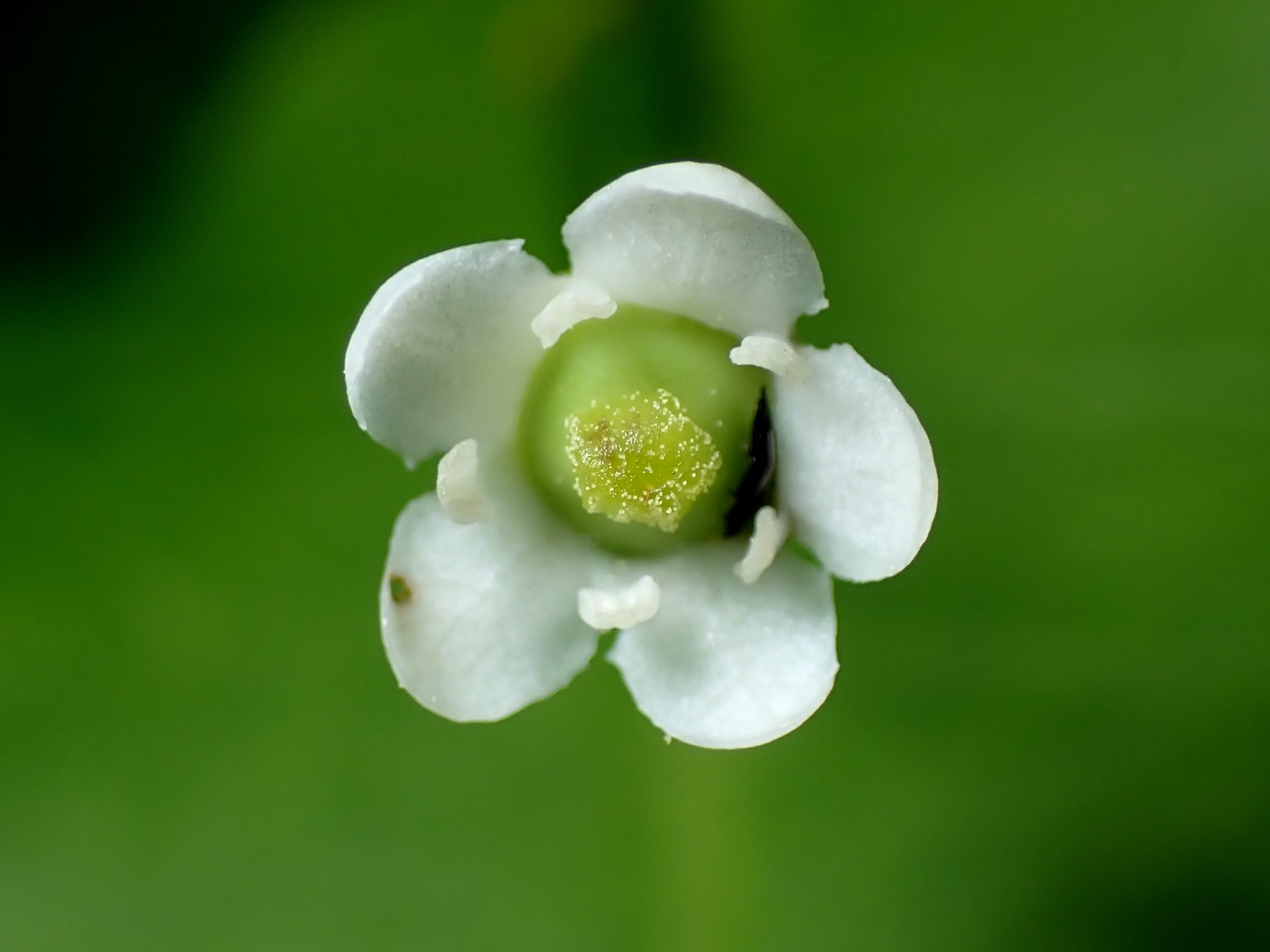 ソヨゴの雌花の高画質写真です。横浜市 青葉区 寺家ふるさと村で、2024年5月20日に撮影したものです。