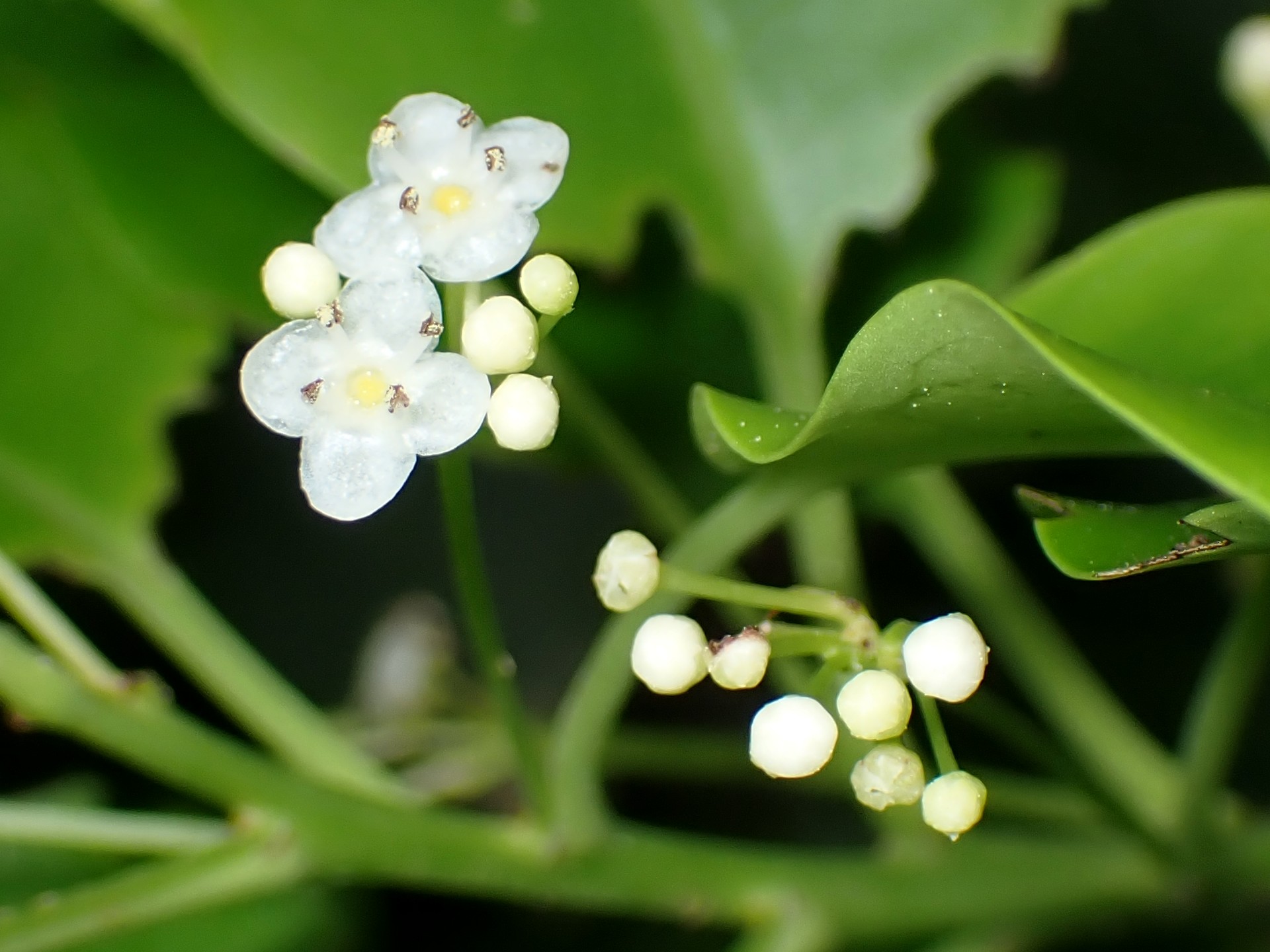 ソヨゴの雄花の高画質写真です。横浜市 青葉区 寺家ふるさと村で、2024年5月20日に撮影したものです。