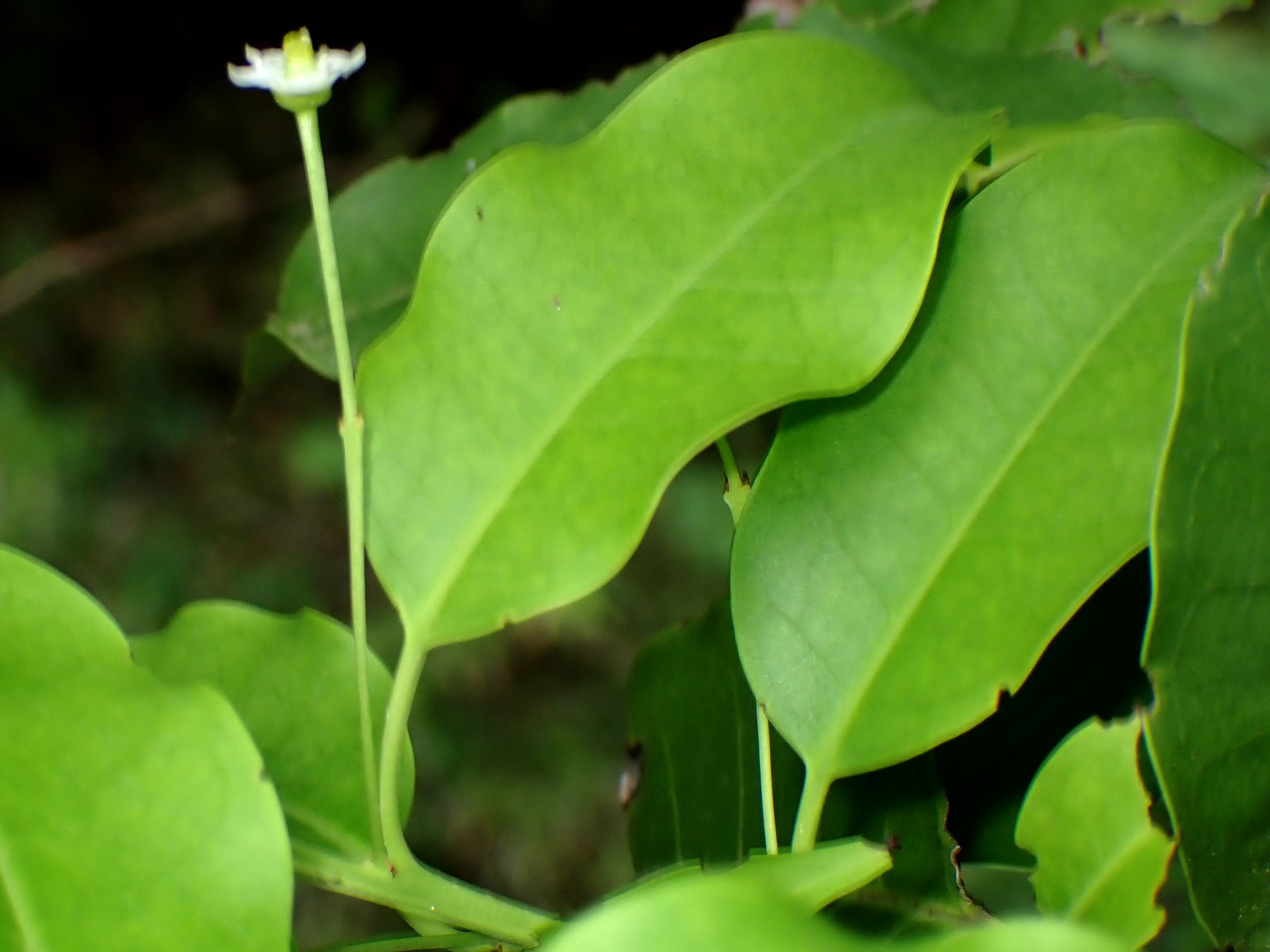 ソヨゴの葉の高画質写真です。横浜市 青葉区 寺家ふるさと村で、2024年5月20日に撮影したものです。