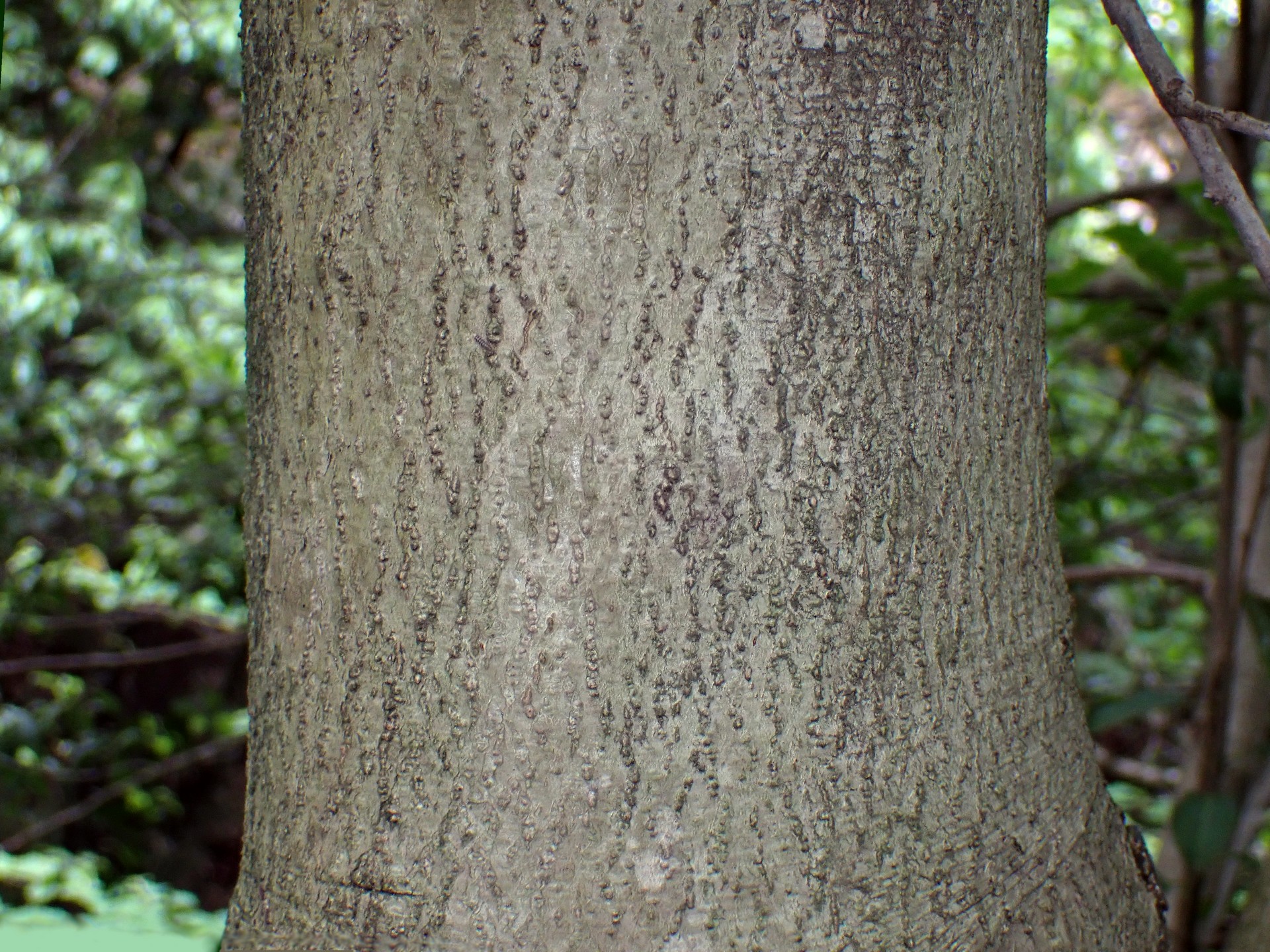 ソヨゴの幹の高画質写真です。横浜市 青葉区 寺家ふるさと村で、2024年5月20日に撮影したものです。