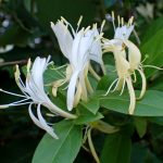 スイカズラの花の高画質写真です。横浜市 青葉区 寺家ふるさと村で、2024年5月17日に撮影したものです。