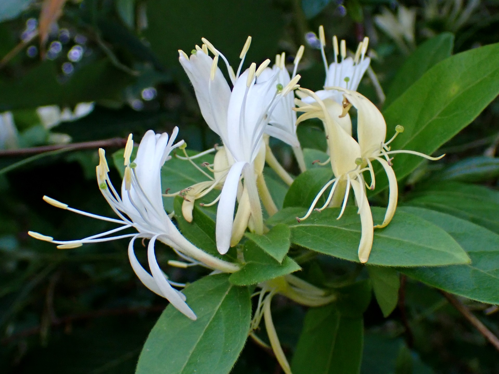 スイカズラの花の高画質写真です。横浜市 青葉区 寺家ふるさと村で、2024年5月17日に撮影したものです。