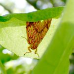 スジベニコケガの高画質写真です。横浜市 青葉区 寺家ふるさと村で、2024年5月4日に撮影したものです。