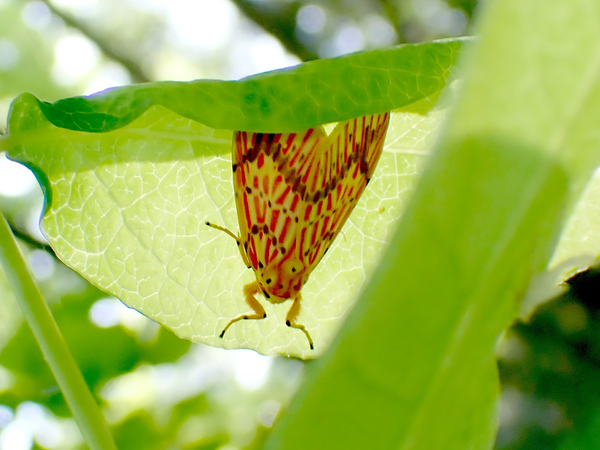 スジベニコケガの高画質写真です。横浜市 青葉区 寺家ふるさと村で、2024年5月4日に撮影したものです。