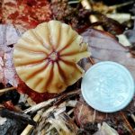 スジオチバタケの写真です。横浜市 青葉区 寺家ふるさと村で、2024年5月8日に撮影したものです。