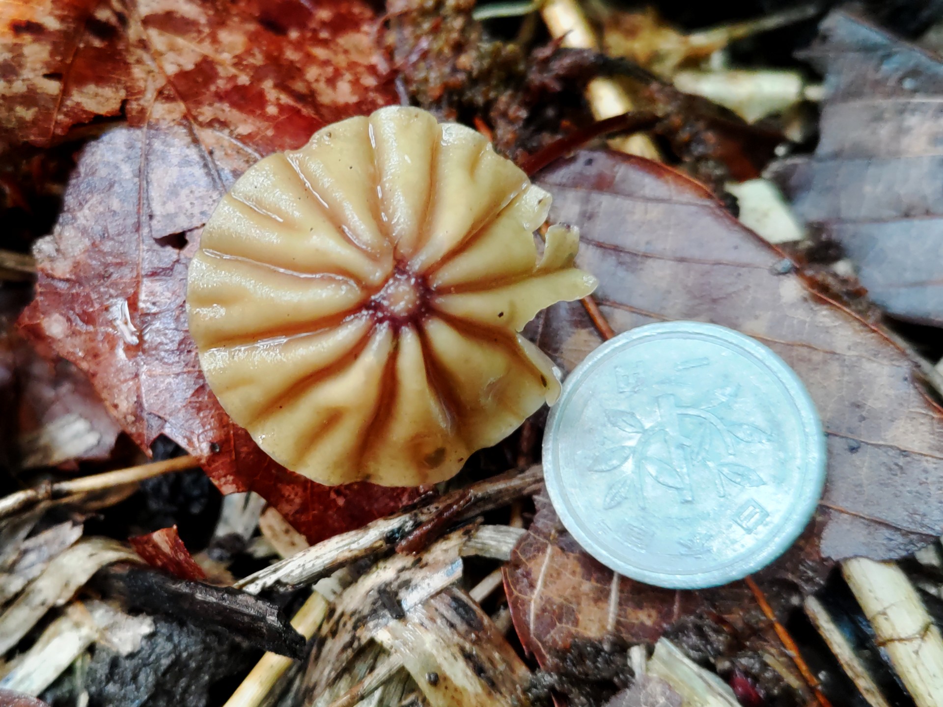 スジオチバタケの写真です。横浜市 青葉区 寺家ふるさと村で、2024年5月8日に撮影したものです。