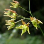 スズサイコの花の高画質写真です。横浜市 青葉区 寺家ふるさと村で、2024年5月23日に撮影したものです。