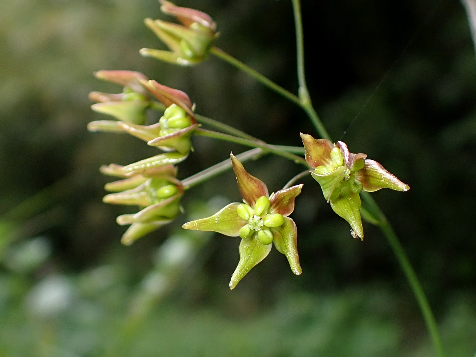 スズサイコの花の高画質写真です。横浜市 青葉区 寺家ふるさと村で、2024年5月23日に撮影したものです。