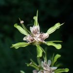 ショウジョウバカマの花が終わり種が弾けたときの拡大写真です。横浜市 青葉区 寺家ふるさと村で、2024年5月10日に撮影したものです。