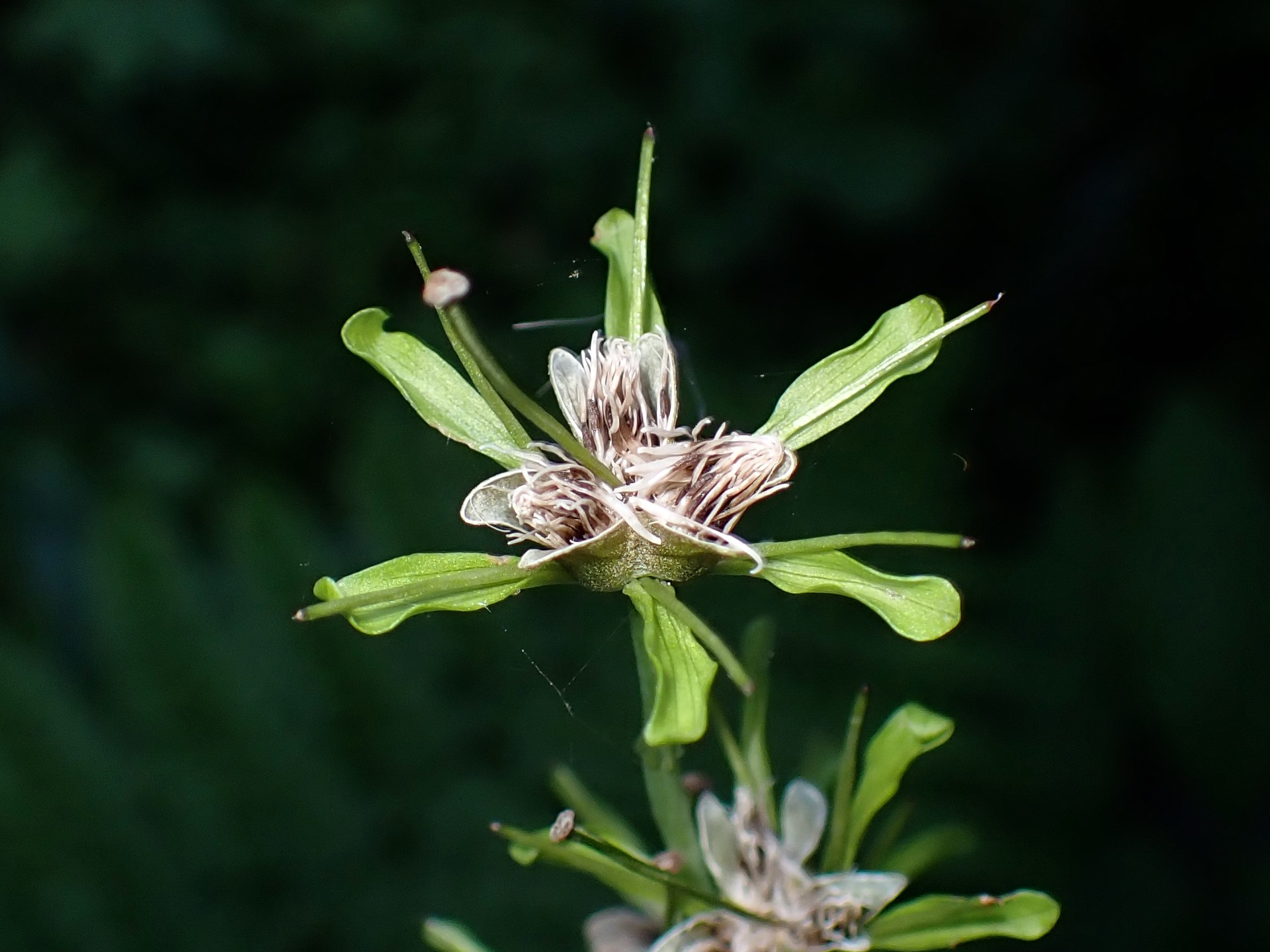 ショウジョウバカマの花が終わり種が弾けたときの拡大写真です。横浜市 青葉区 寺家ふるさと村で、2024年5月10日に撮影したものです。