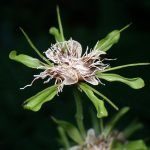 ショウジョウバカマの種が飛ぶ前の拡大写真です。横浜市 青葉区 寺家ふるさと村で、2024年5月18日に撮影したものです。