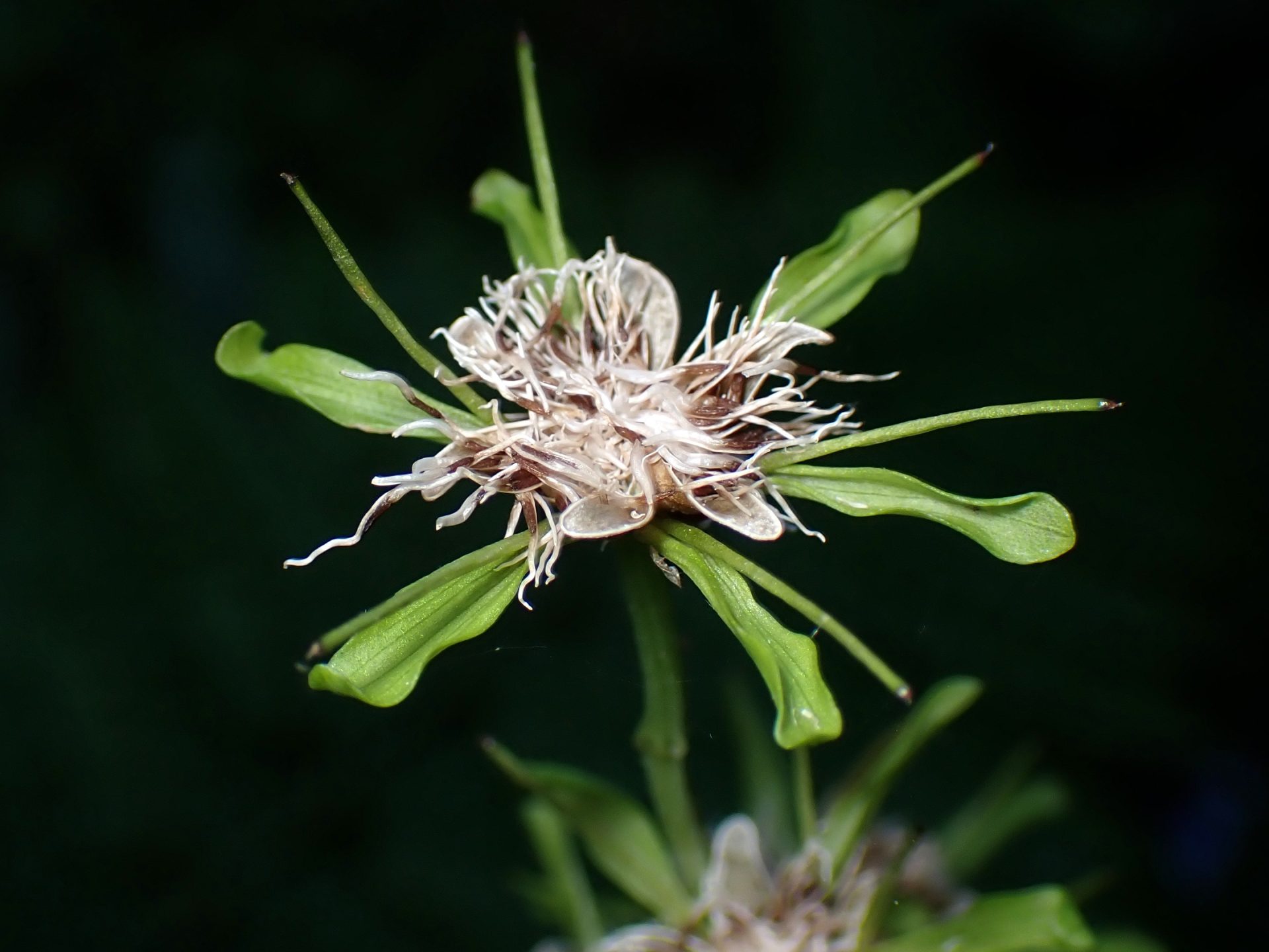 ショウジョウバカマの種が飛ぶ前の拡大写真です。横浜市 青葉区 寺家ふるさと村で、2024年5月18日に撮影したものです。
