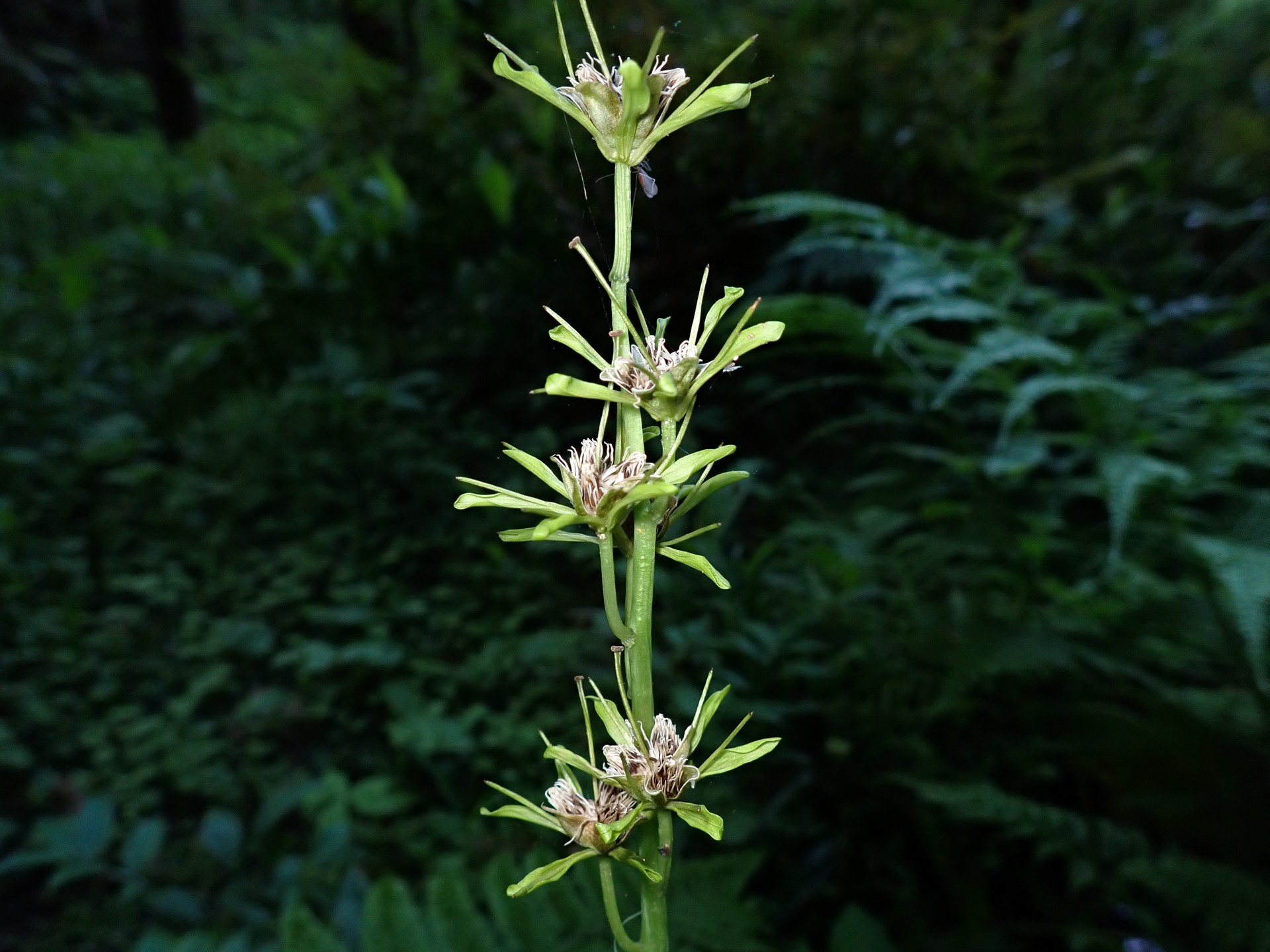 ショウジョウバカマの花が終わり種が弾けたときの写真です。横浜市 青葉区 寺家ふるさと村で、2024年5月10日に撮影したものです。
