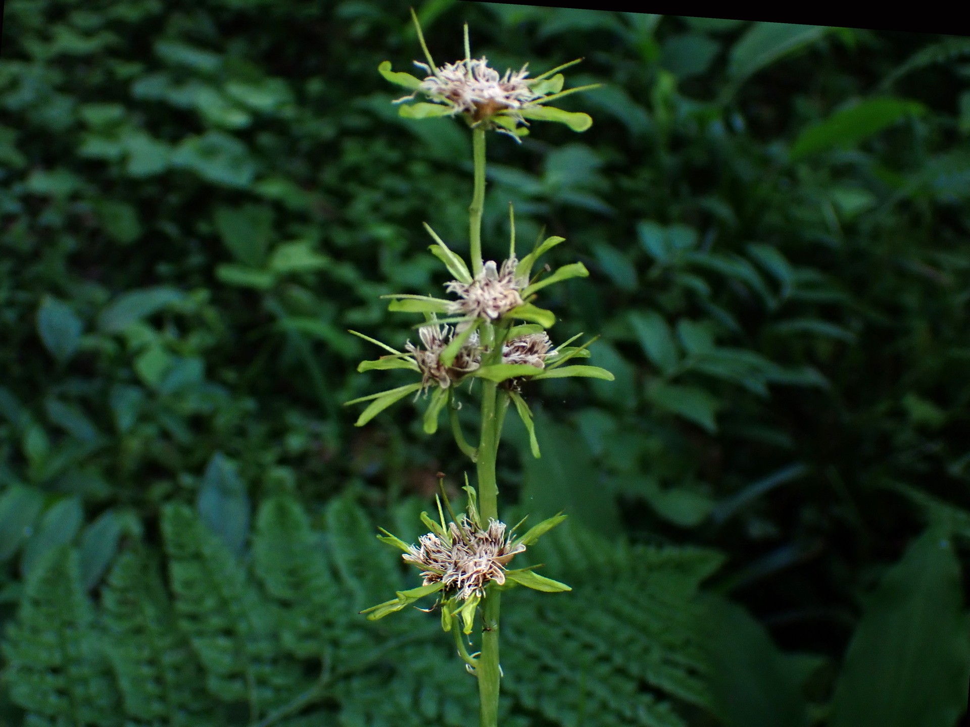 ショウジョウバカマの種が飛ぶ前の写真です。横浜市 青葉区 寺家ふるさと村で、2024年5月18日に撮影したものです。