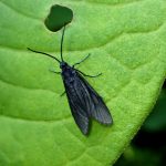 タケノホソクロバの高画質写真です。横浜市 青葉区 寺家ふるさと村で、2024年5月17日に撮影したものです。