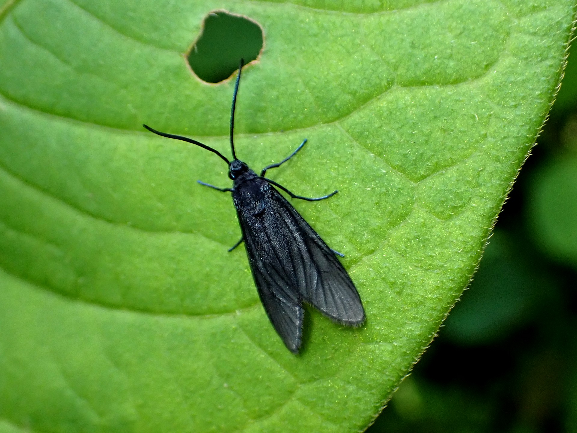 タケノホソクロバの高画質写真です。横浜市 青葉区 寺家ふるさと村で、2024年5月17日に撮影したものです。