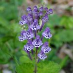 タツナミソウの花の高画質写真です。横浜市 青葉区 寺家ふるさと村で、2024年5月5日に撮影したものです。