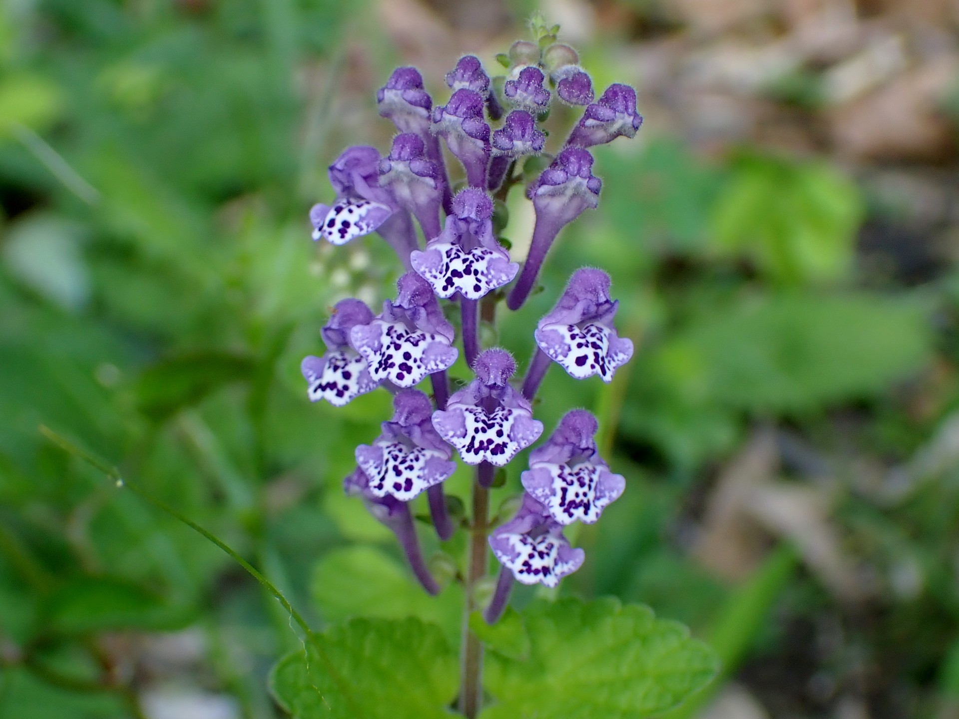 タツナミソウの花の高画質写真です。横浜市 青葉区 寺家ふるさと村で、2024年5月5日に撮影したものです。