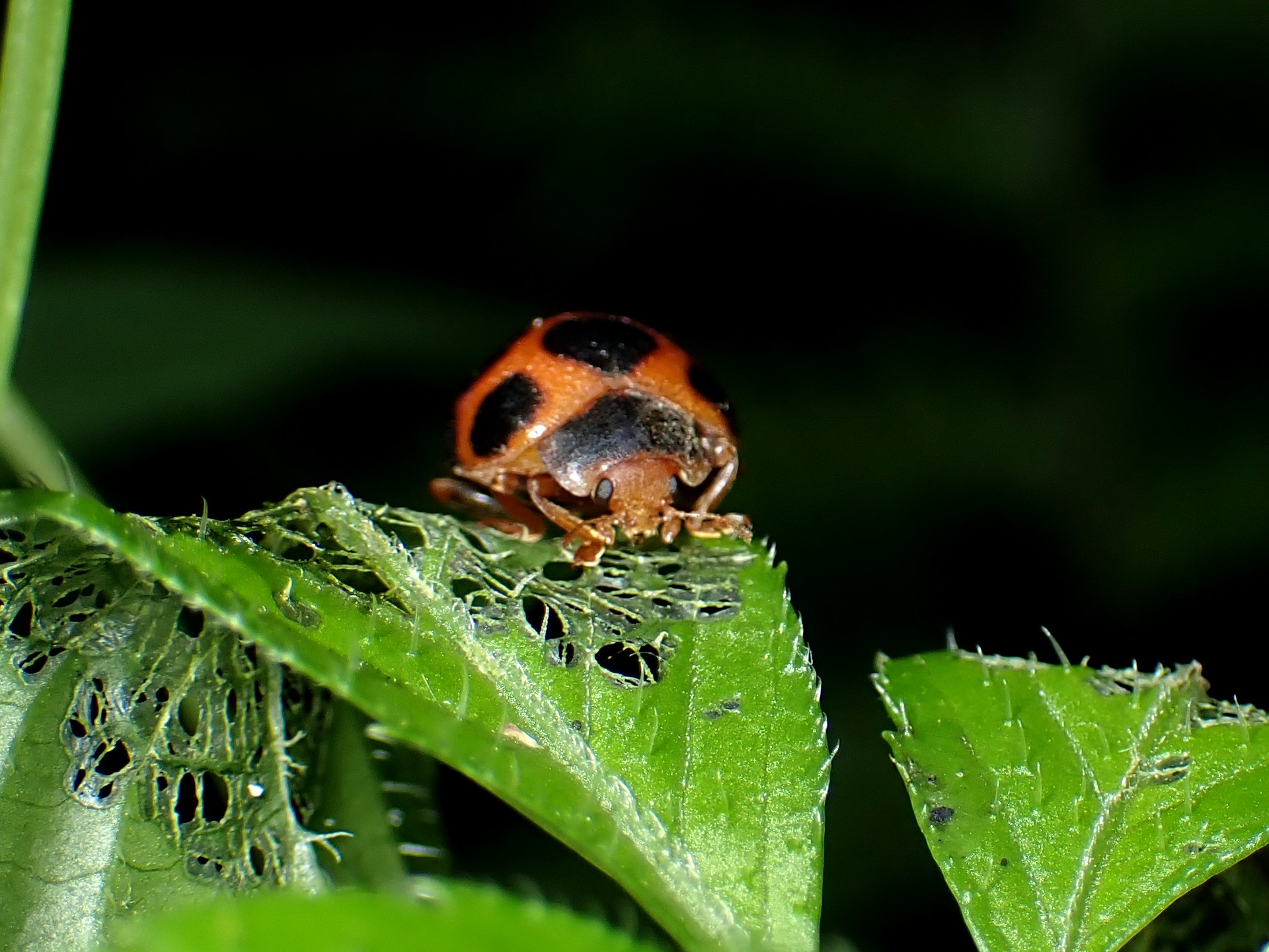 トホシテントウの高画質写真です。横浜市 青葉区 寺家ふるさと村で、2024年5月12日に撮影したものです。