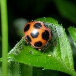 トホシテントウの高画質写真です。横浜市 青葉区 寺家ふるさと村で、2024年5月12日に撮影したものです。