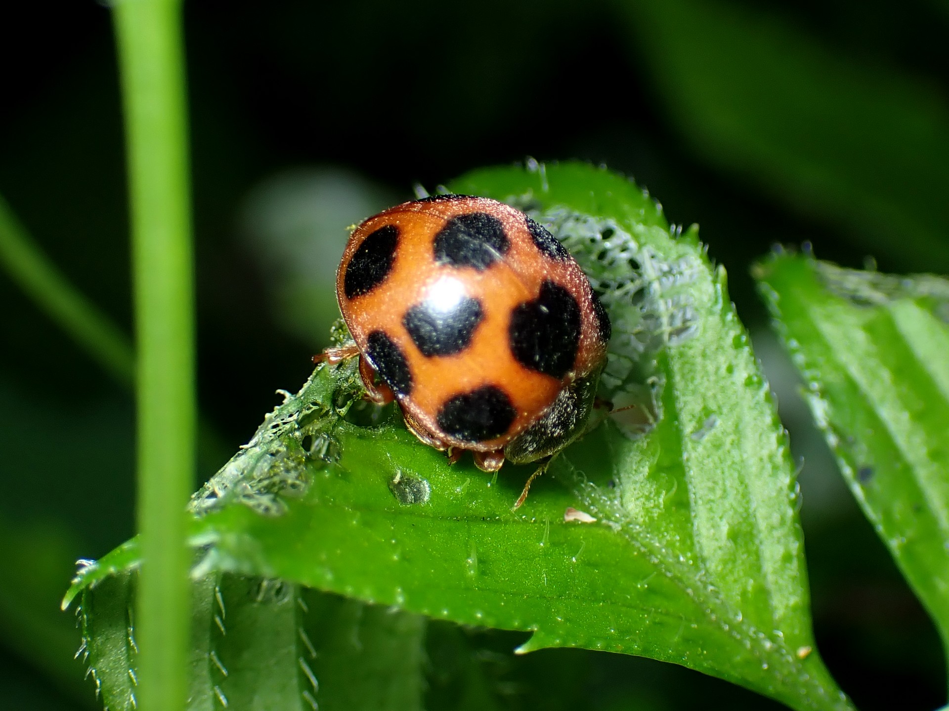 トホシテントウの高画質写真です。横浜市 青葉区 寺家ふるさと村で、2024年5月12日に撮影したものです。
