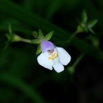 トキワハゼの花の高画質写真です。横浜市 青葉区 寺家ふるさと村で、2024年5月18日に撮影したものです。