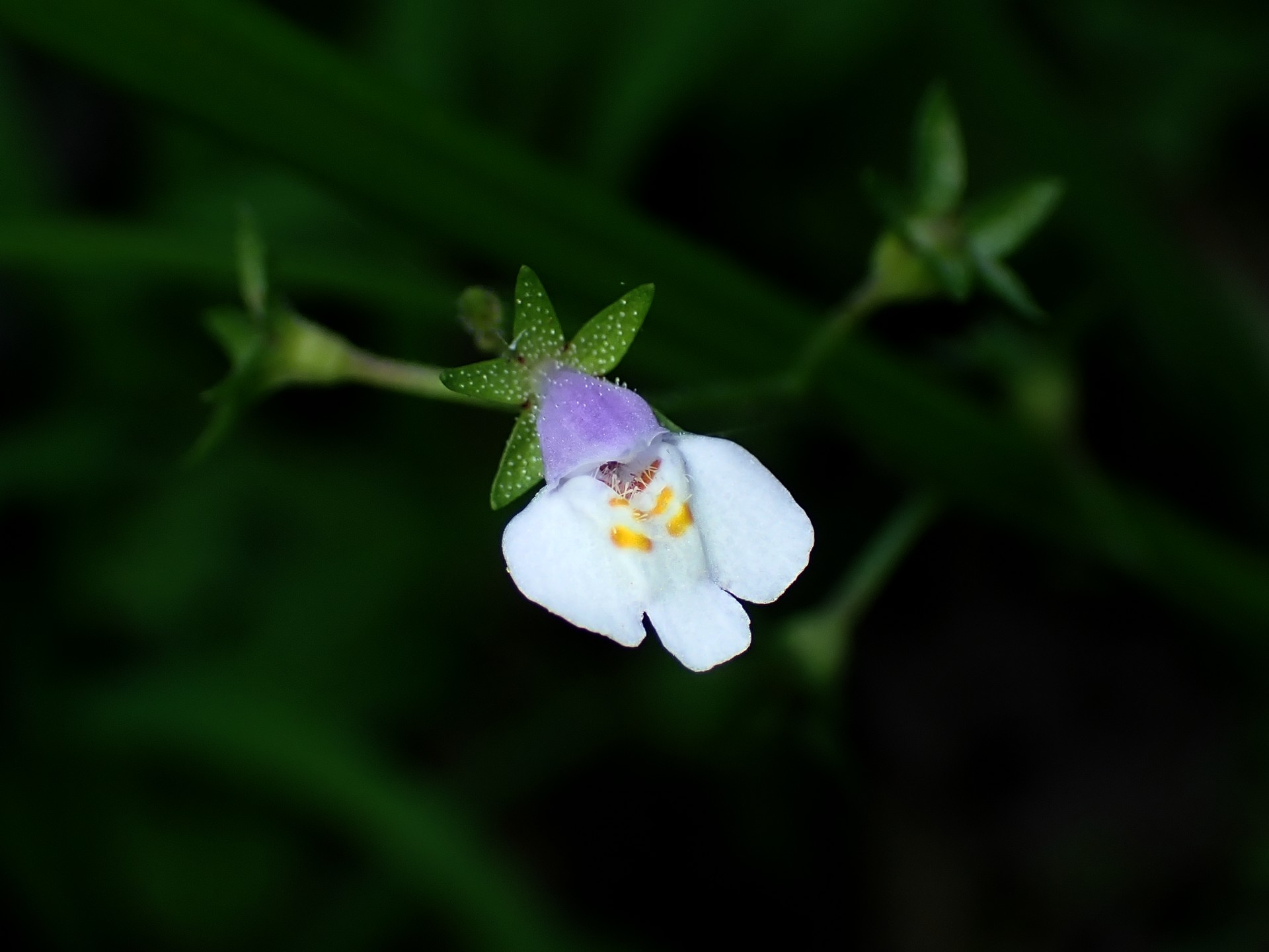 トキワハゼの花の高画質写真です。横浜市 青葉区 寺家ふるさと村で、2024年5月18日に撮影したものです。
