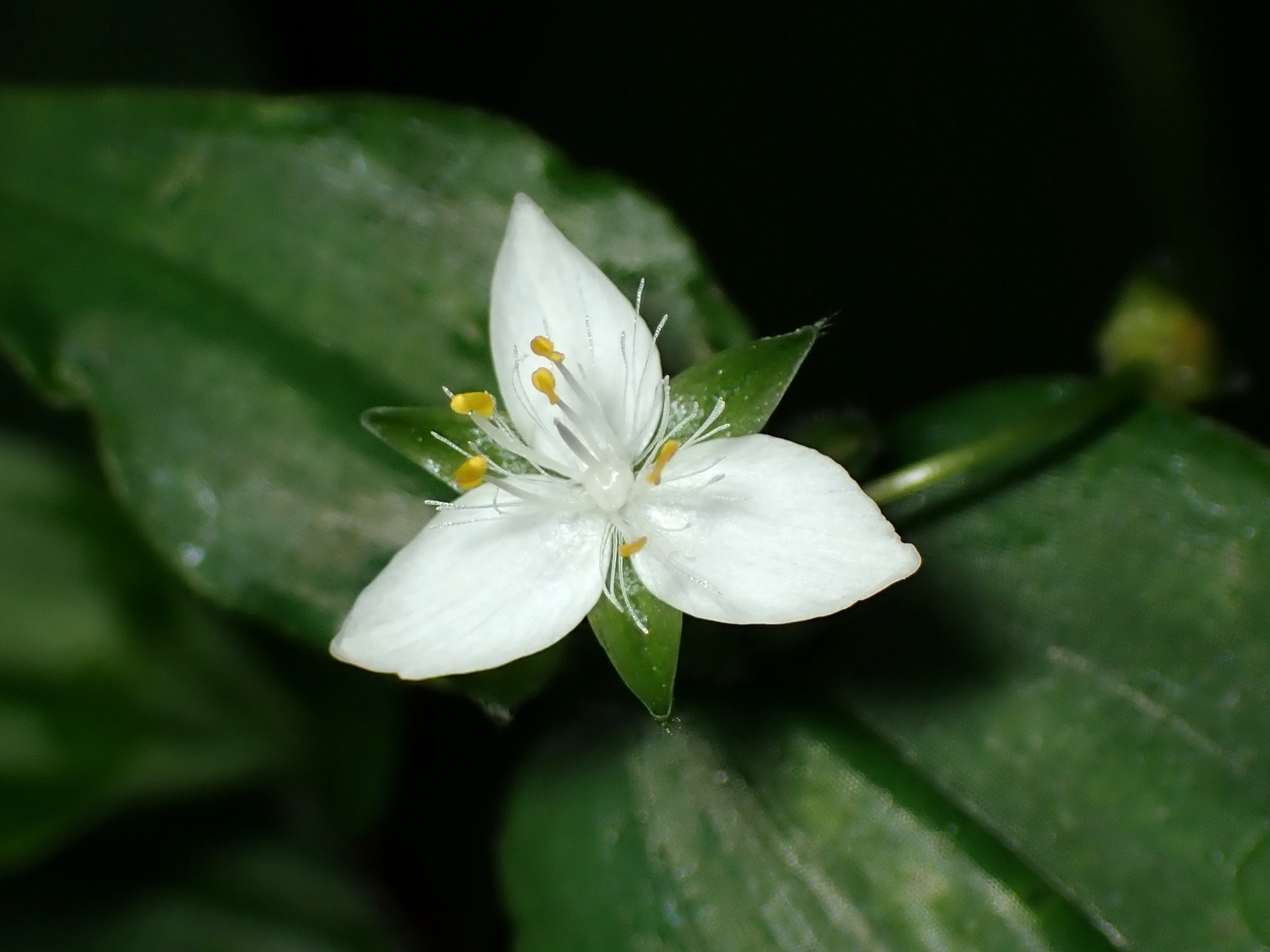 トキワツユクサの花の高画質写真です。横浜市 青葉区 寺家ふるさと村で、2024年5月12日に撮影したものです。