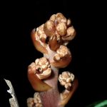 ツチアケビのつぼみの高画質写真です。横浜市 青葉区 寺家ふるさと村で、2024年5月14日に撮影したものです。