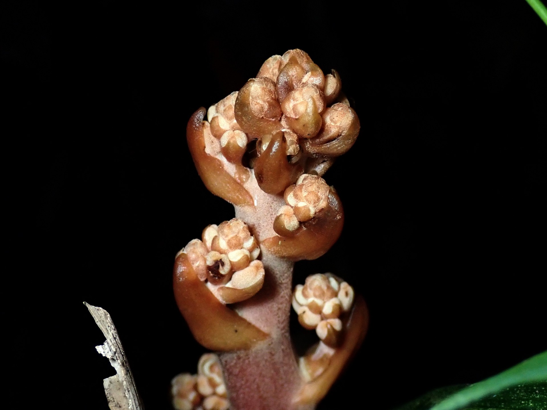 ツチアケビのつぼみの高画質写真です。横浜市 青葉区 寺家ふるさと村で、2024年5月14日に撮影したものです。