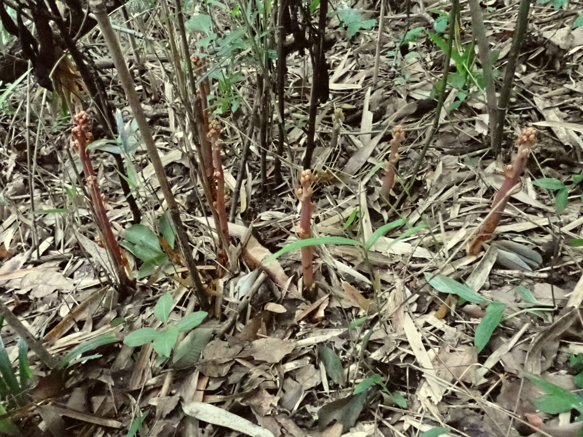 ツチアケビの高画質写真です。横浜市 青葉区 寺家ふるさと村で、2024年5月14日に撮影したものです。