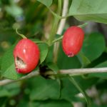 ウグイスカグラの実の高画質写真です。横浜市 青葉区 寺家ふるさと村で、2024年5月5日に撮影したものです。