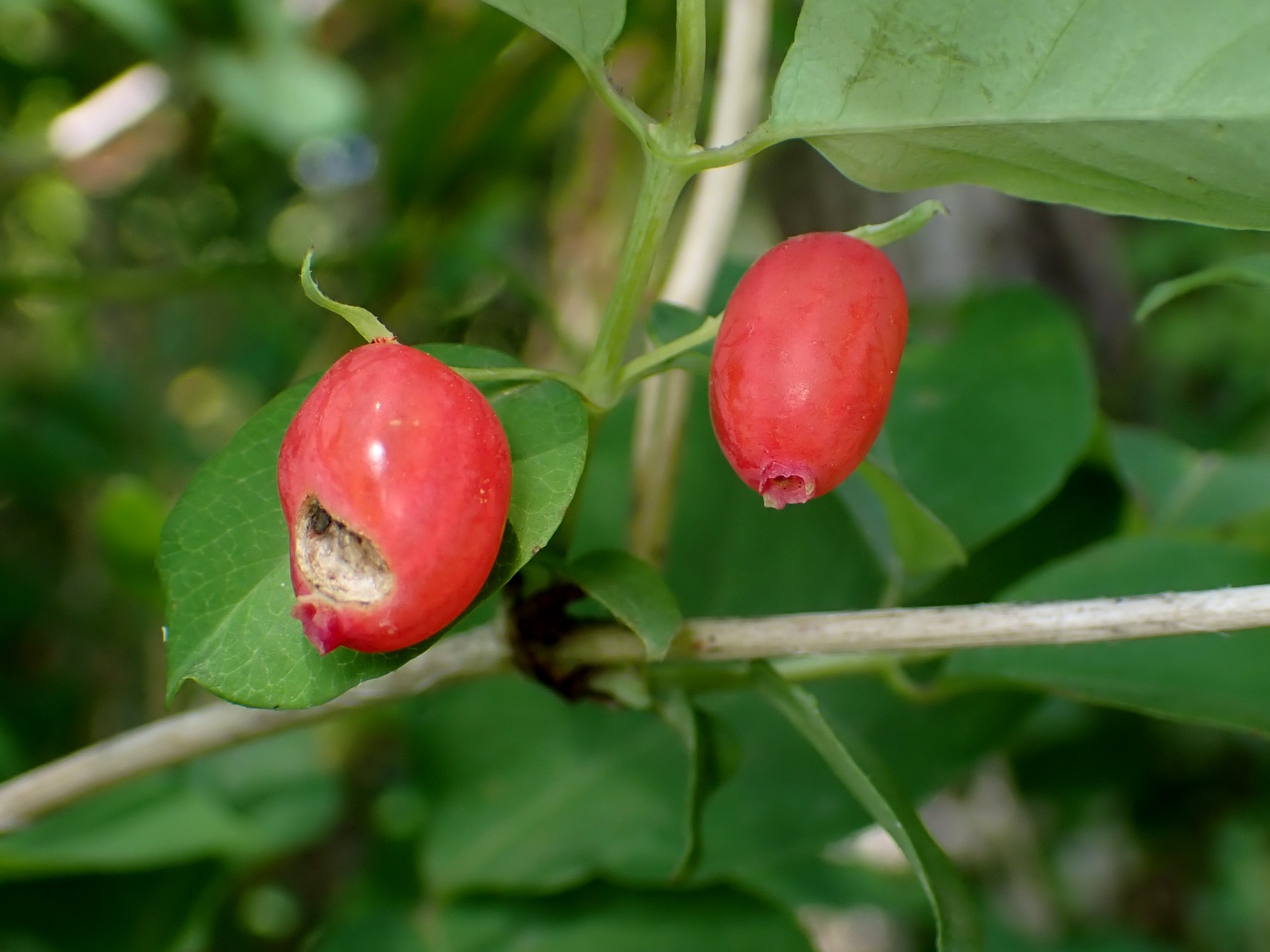 ウグイスカグラの実の高画質写真です。横浜市 青葉区 寺家ふるさと村で、2024年5月5日に撮影したものです。