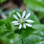 ウシハコベの花の写真です。横浜市 青葉区 寺家ふるさと村で、2024年5月8日に撮影したものです。