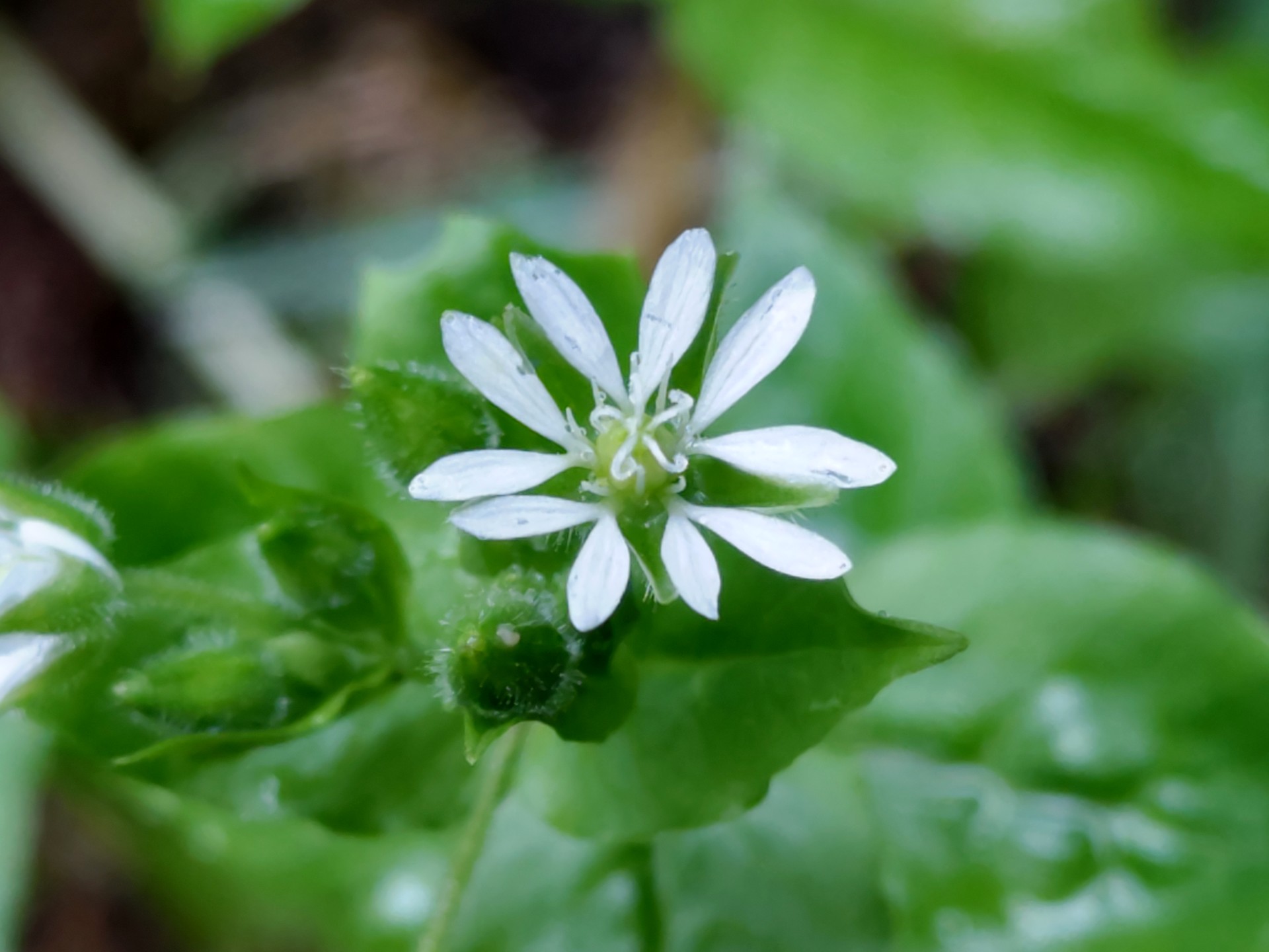 ウシハコベの花の写真です。横浜市 青葉区 寺家ふるさと村で、2024年5月8日に撮影したものです。
