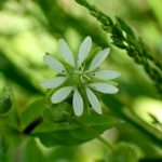 ウシハコベの花の高画質写真です。横浜市 青葉区 寺家ふるさと村で、2024年5月10日に撮影したものです。