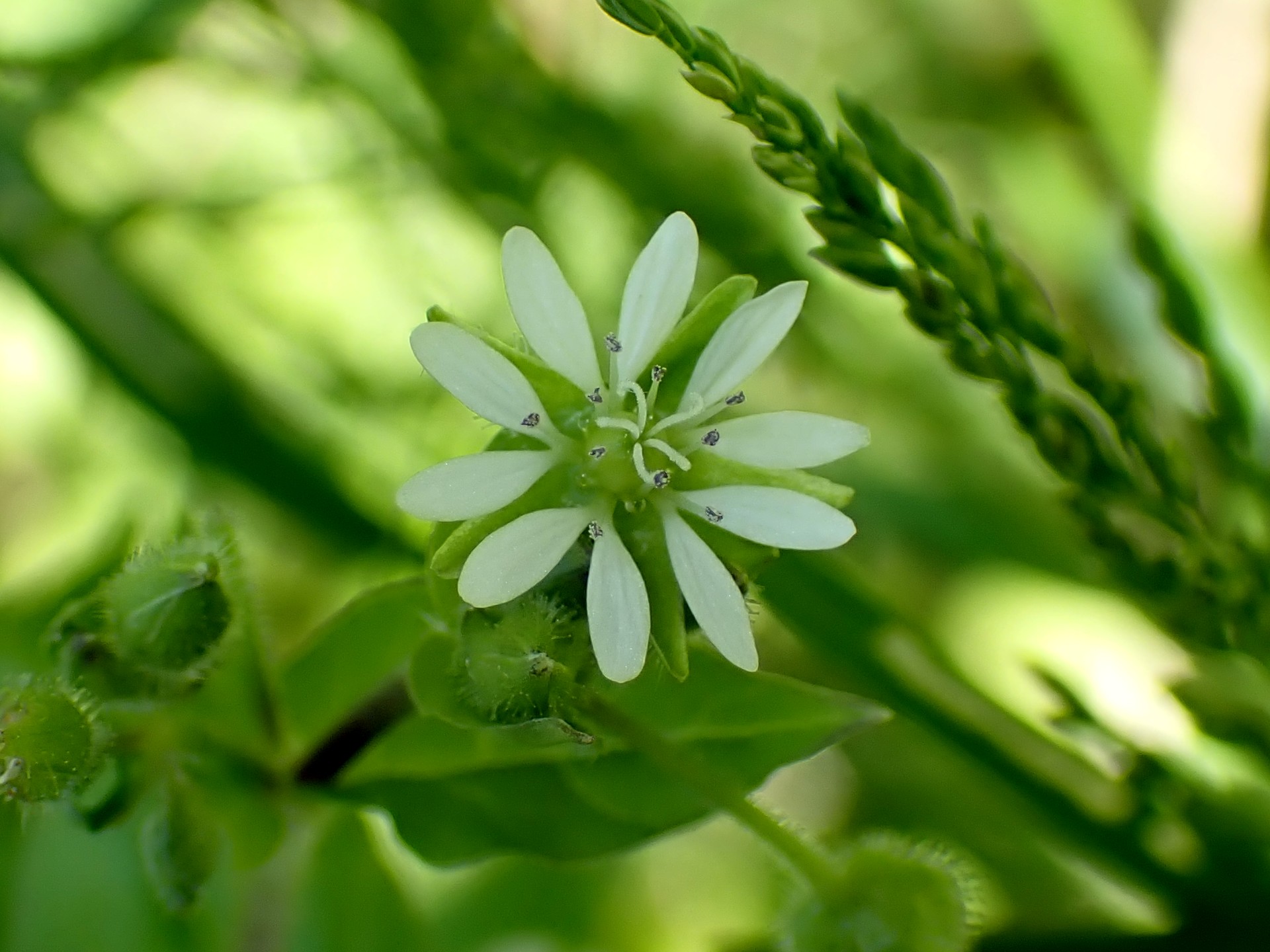 ウシハコベの花の高画質写真です。横浜市 青葉区 寺家ふるさと村で、2024年5月10日に撮影したものです。