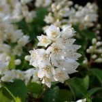 ウツギの花の高画質写真です。横浜市 青葉区 寺家ふるさと村で、2024年5月18日に撮影したものです。