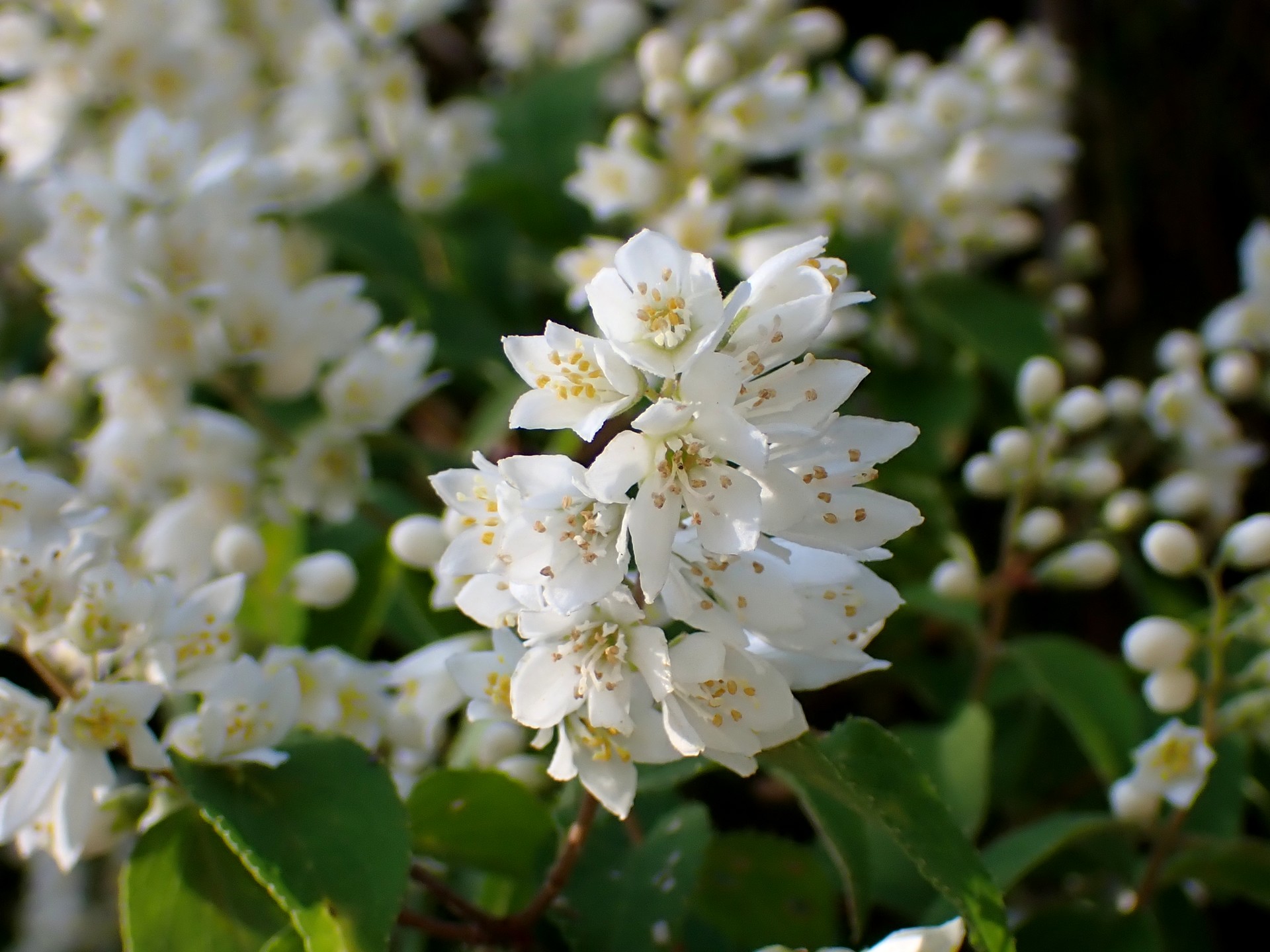 ウツギの花の高画質写真です。横浜市 青葉区 寺家ふるさと村で、2024年5月18日に撮影したものです。