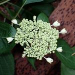 ヤマアジサイの花の高画質写真です。横浜市 青葉区 寺家ふるさと村で、2024年5月20日に撮影したものです。