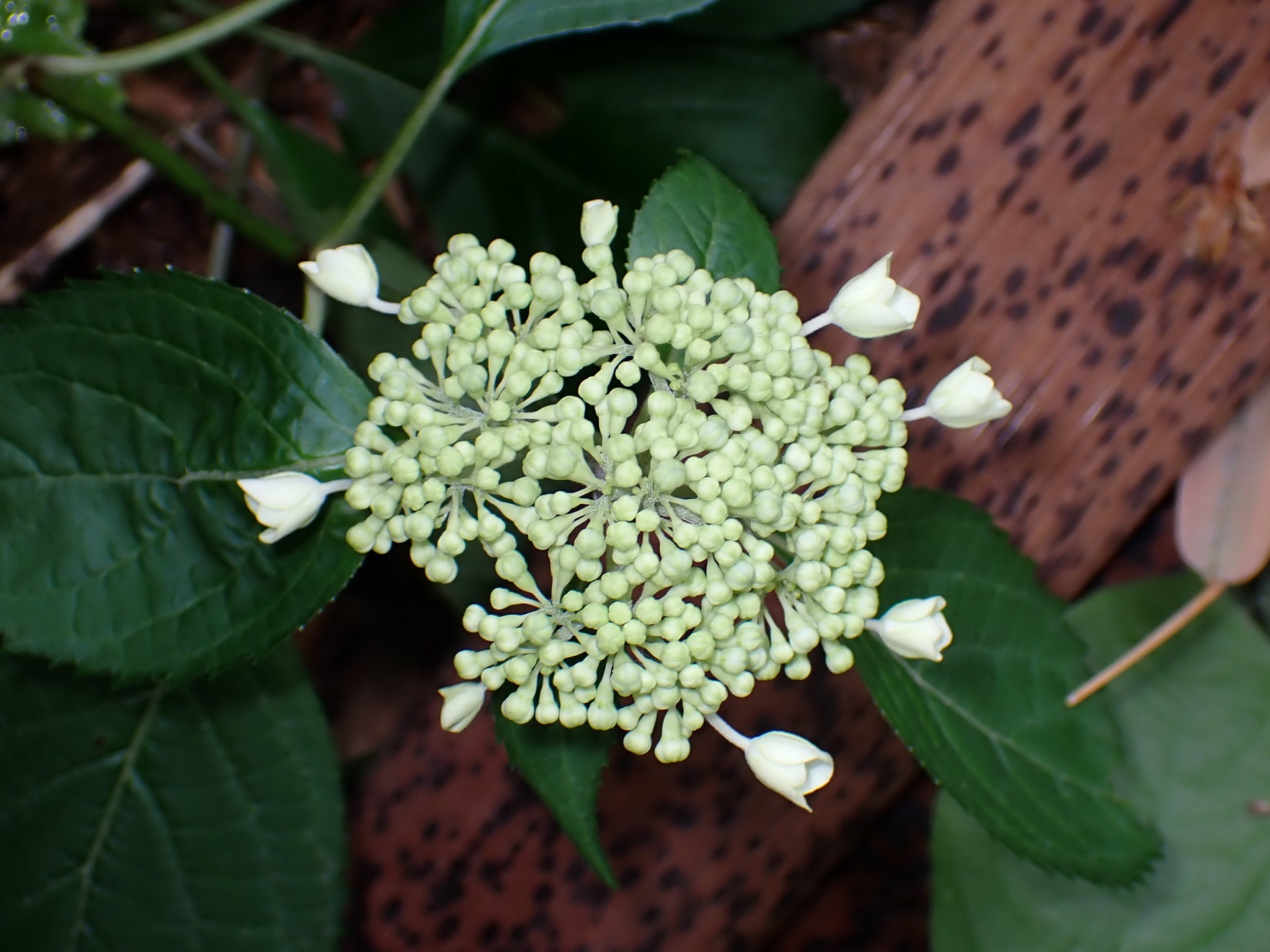 ヤマアジサイの花の高画質写真です。横浜市 青葉区 寺家ふるさと村で、2024年5月20日に撮影したものです。