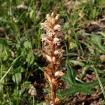 ヤセウツボの花の高画質写真です。横浜市 青葉区 寺家ふるさと村で、2024年5月5日に撮影したものです。