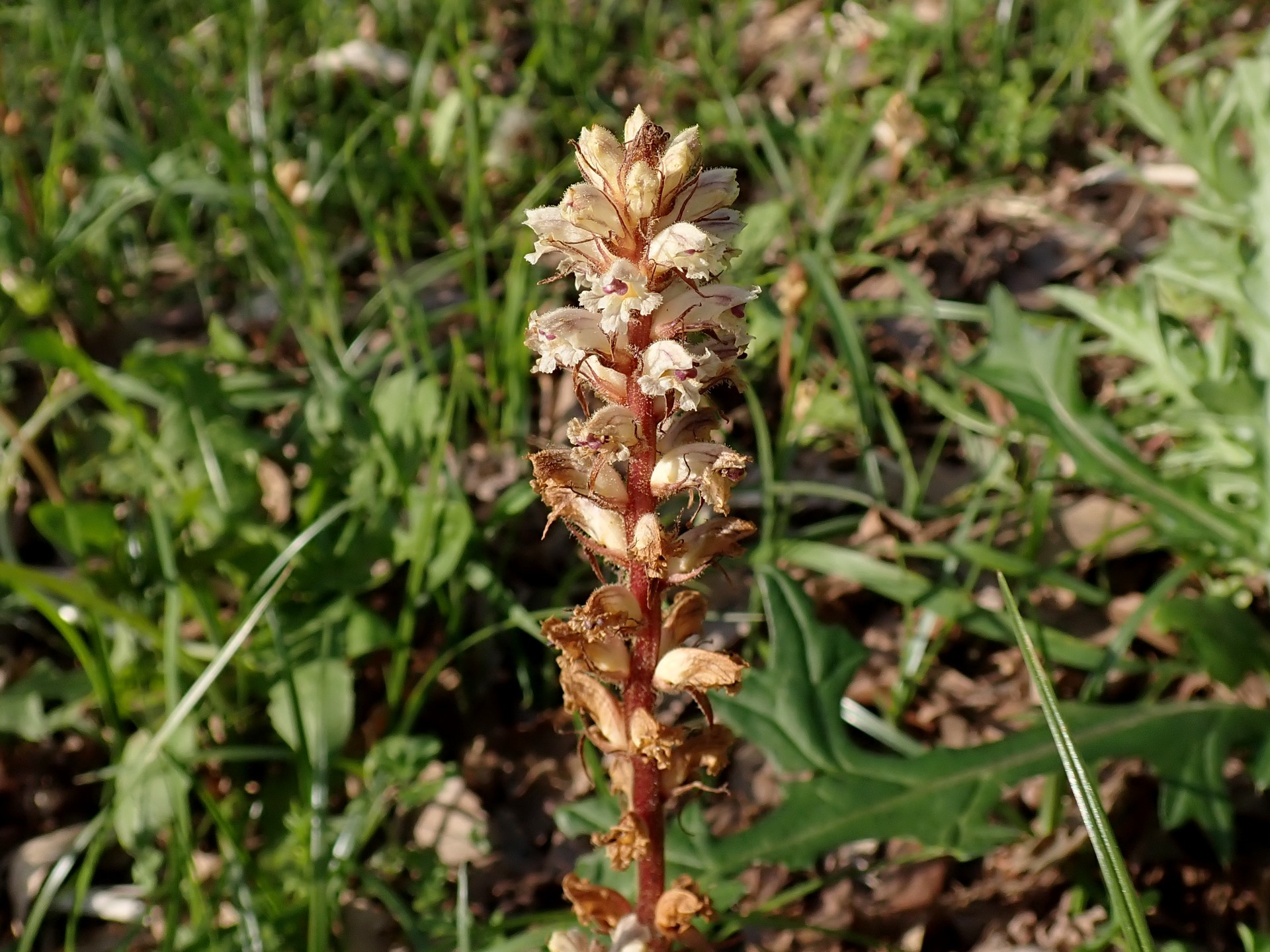 ヤセウツボの花の高画質写真です。横浜市 青葉区 寺家ふるさと村で、2024年5月5日に撮影したものです。