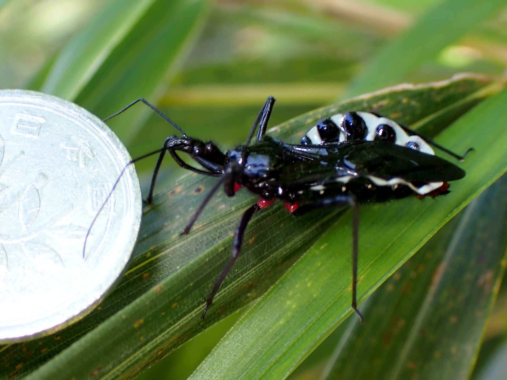 ヨコヅナサシガメの高画質写真です。横浜市 青葉区 寺家ふるさと村で、2024年5月14日に撮影したものです。