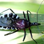 ヨコヅナサシガメの高画質写真です。横浜市 青葉区 寺家ふるさと村で、2024年5月14日に撮影したものです。