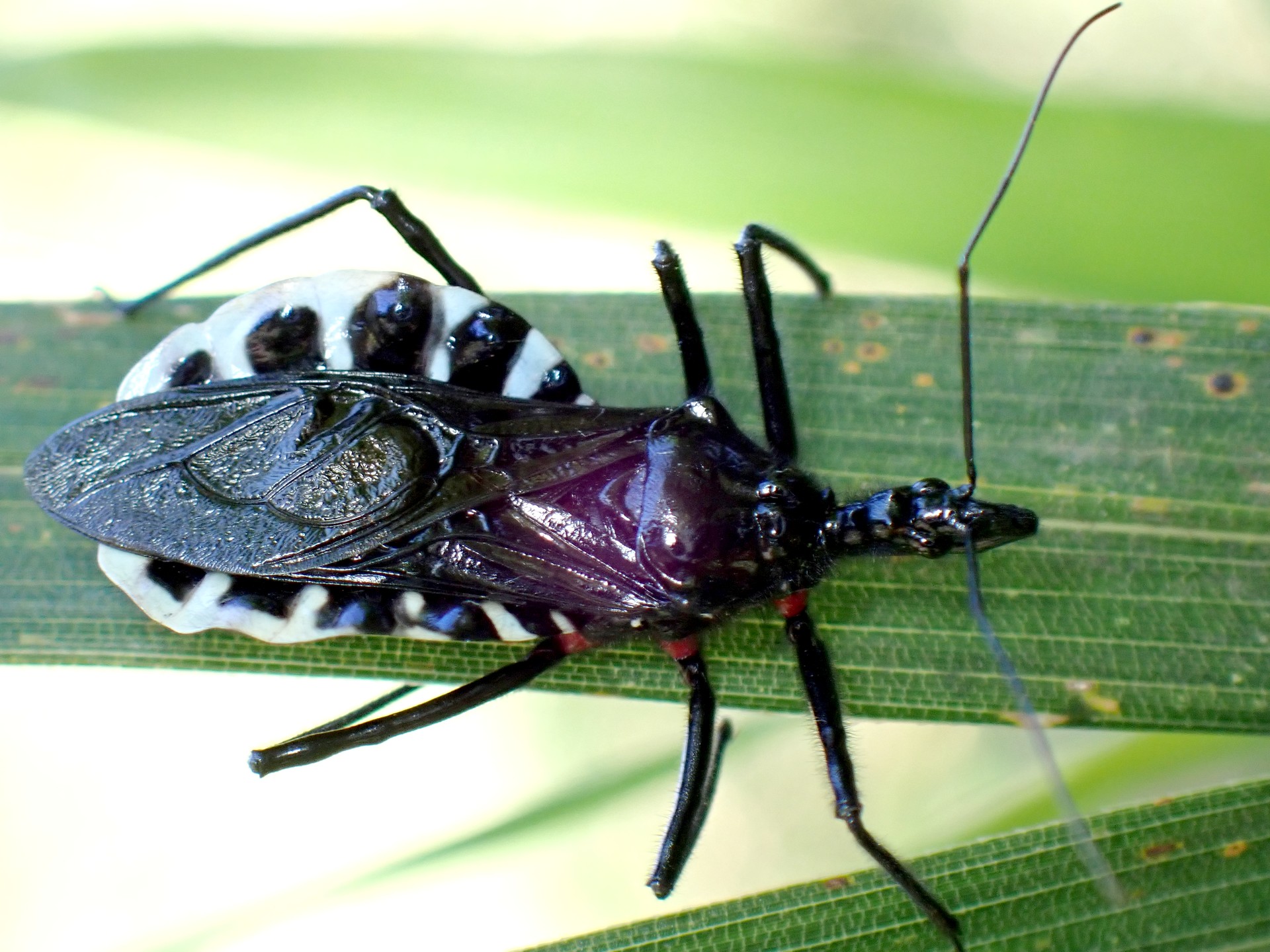 ヨコヅナサシガメの高画質写真です。横浜市 青葉区 寺家ふるさと村で、2024年5月14日に撮影したものです。