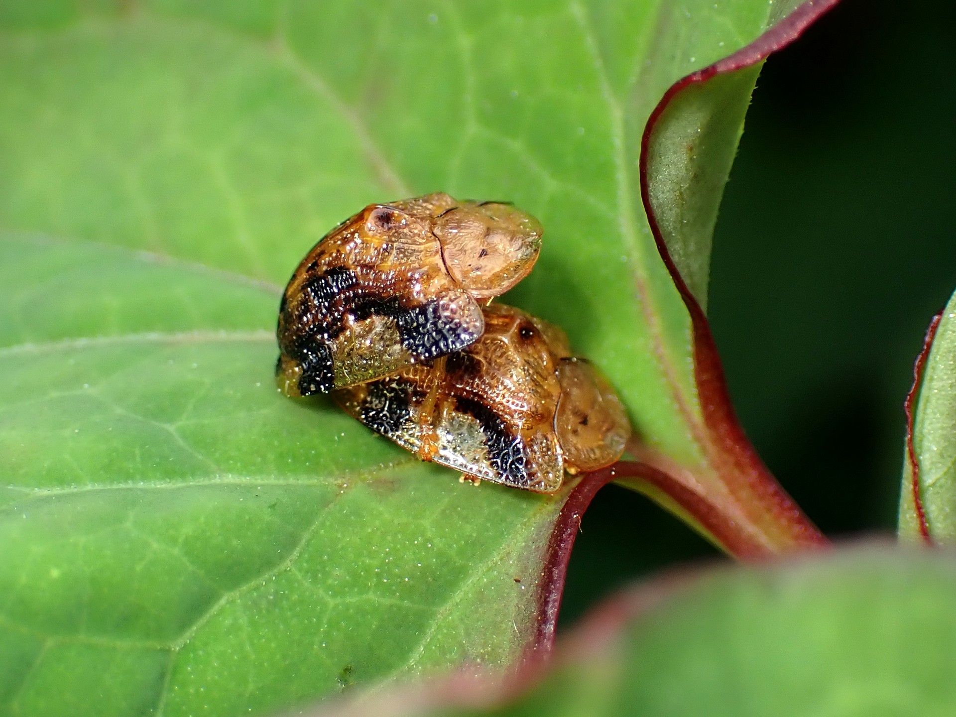 ヨツモンカメノコハムシの高画質写真です。横浜市 青葉区 寺家ふるさと村で、2024年5月25日に撮影したものです。
