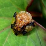 ヨツモンカメノコハムシの高画質写真です。横浜市 青葉区 寺家ふるさと村で、2024年5月25日に撮影したものです。