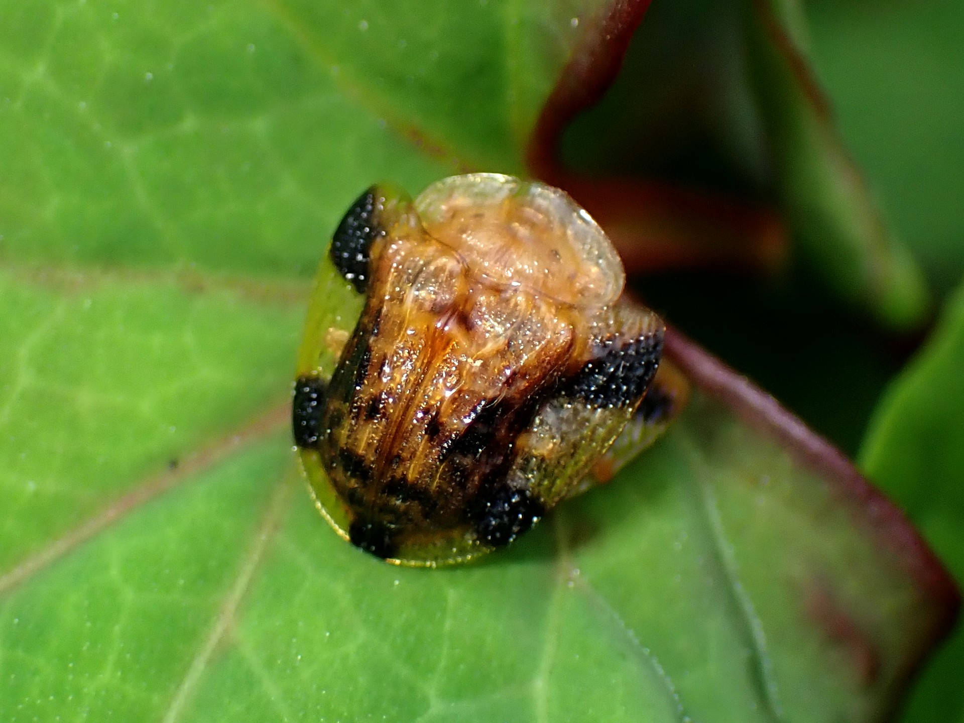 ヨツモンカメノコハムシの高画質写真です。横浜市 青葉区 寺家ふるさと村で、2024年5月25日に撮影したものです。