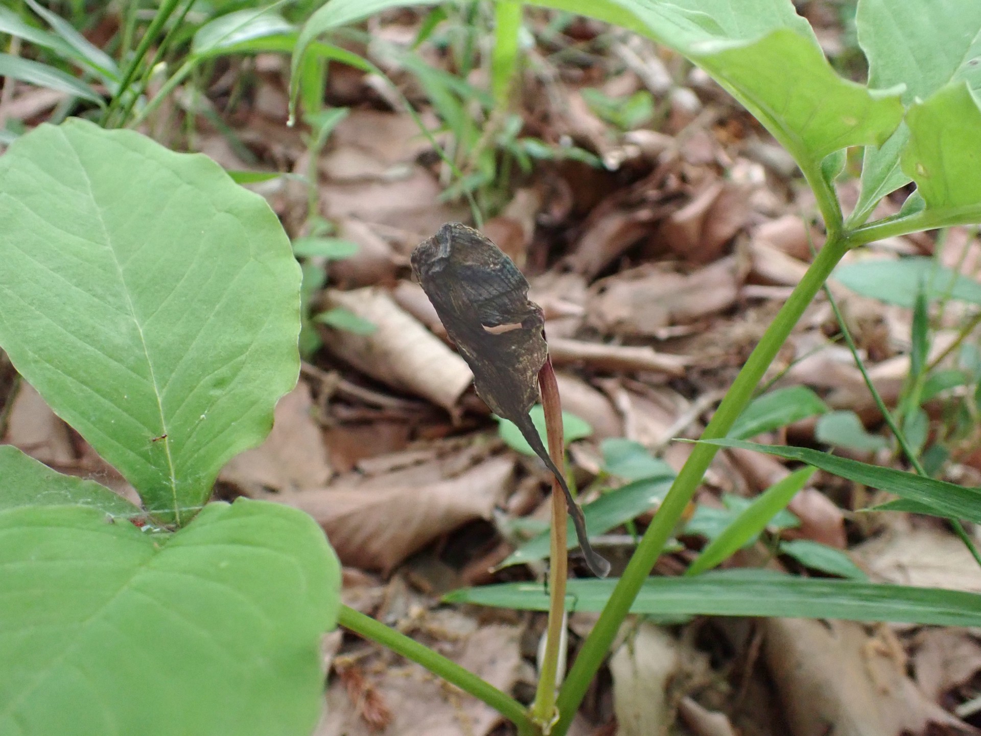 ユキモチソウの枯れた花の写真です。横浜市 青葉区 寺家ふるさと村で、2024年5月6日に撮影したものです。